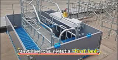 Pig farrowing  cage