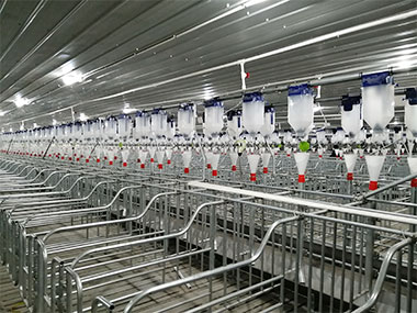 6000 mother sows project in Chucheng 2021 years