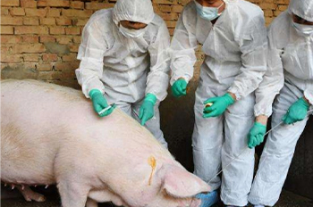 swine fever