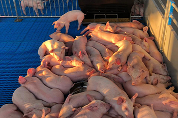 pig farm equipment