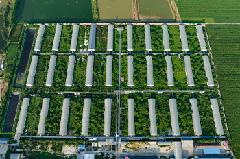 What are the benefits of a modern pig farm?