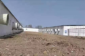 reasons-for-the-closure-of-large-scale-pig-farms