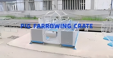 Pig farrowing crates display