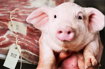 pig farm equipment